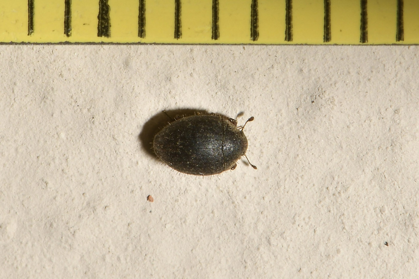 Byrrhidae: Curimopsis sp? S. C. aff. maritima